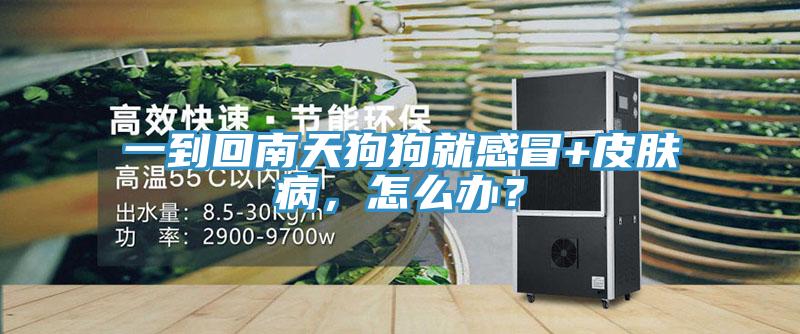 一到回南天狗狗就感冒+皮肤病，怎么办？
