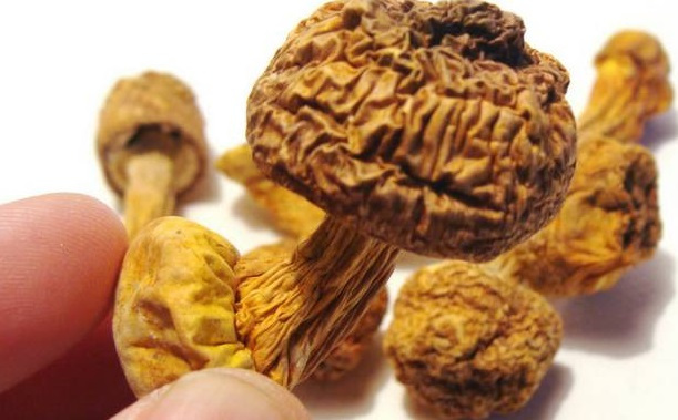 巴西菇、姬松茸烘干机-怎样烘干色泽好且菇体褶片完整？