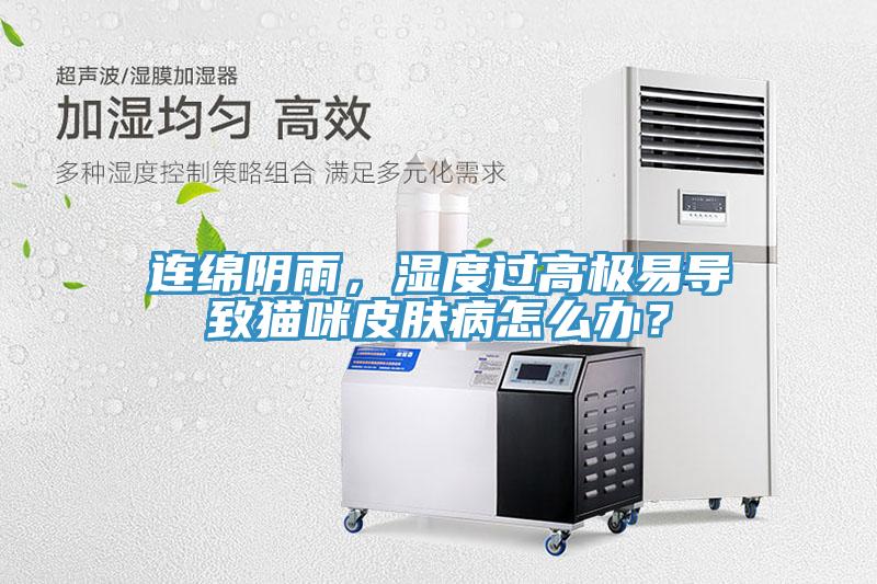 连绵阴雨，湿度过高极易导致猫咪皮肤病怎么办？