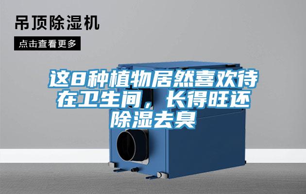 这8种植物居然喜欢待在卫生间，长得旺还除湿去臭